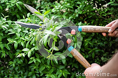 Pruning evergreen boxwood, using hedge shears Stock Photo