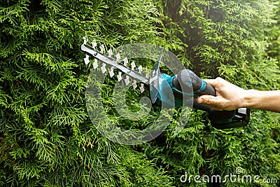 Pruning evergreen garden hedge with electric scissors Stock Photo