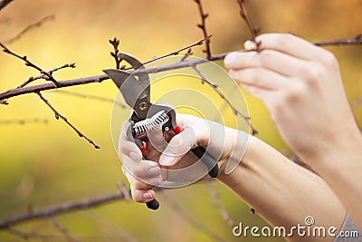 Pruning fruit tree - Cutting Branches at spring Stock Photo