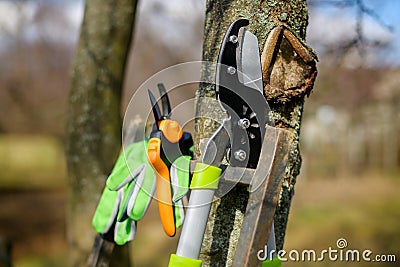 Pruning fruit trees. Pruning shears. Springtime gardening. Gardening equipment lifestyles shot. Stock Photo