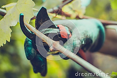 Pruning grapes in autumn growing plants Stock Photo