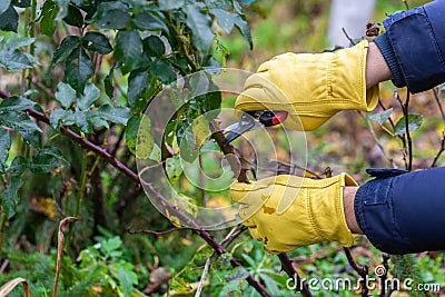 Pruning rose bushes in the fall. Garden work. The pruner in the hands of the gardener. Stock Photo