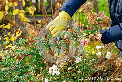 Pruning rose bushes in the fall. The pruner in the hands of the gardener. Stock Photo