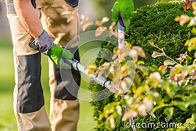 Pruning Thuja in the Garden Stock Photo