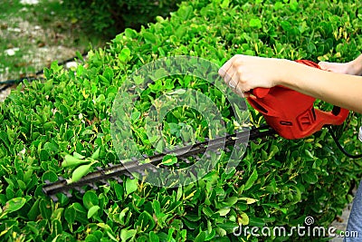 Pruning tool on green shrub Stock Photo