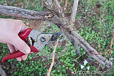 Pruning in a vineyard Stock Photo