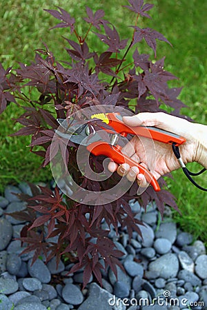 Pruning young tree Stock Photo