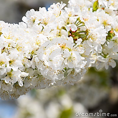 Prunus avium Flowering cherry Stock Photo
