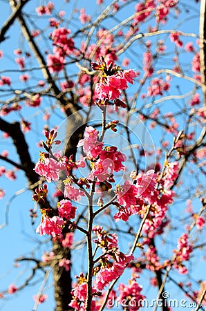 Prunus campanulata Stock Photo