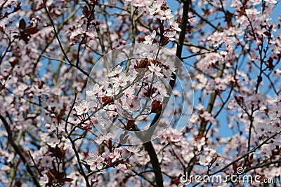 Prunus cerasifera Stock Photo