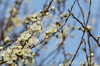 Prunus Cerasifera Blooming white plum tree. White flowers of Prunus Cerasifera Stock Photo