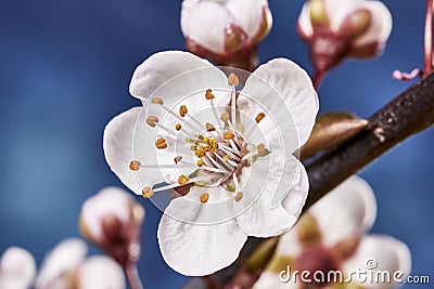 Prunus cerasifera blossoms Stock Photo