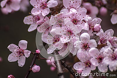 Prunus Cerasifera Detail. Spring Pink Little Flowers Stock Photo