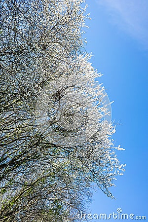 Prunus Cerasifera tree in april Stock Photo