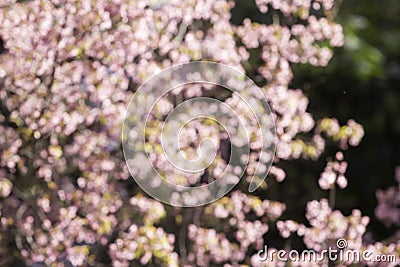 Prunus cerasoide, Wild Himalayan Cherry, blur style Stock Photo