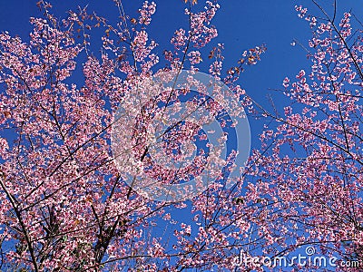 Prunus Cerasoides have beautiful pink flowers. Stock Photo