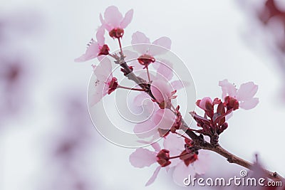 Prunus cerasoides pink flower. Stock Photo