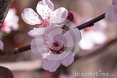 Prunus cerasoides pink flower. Stock Photo