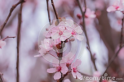 Prunus cerasoides pink flower . in the garden. Stock Photo