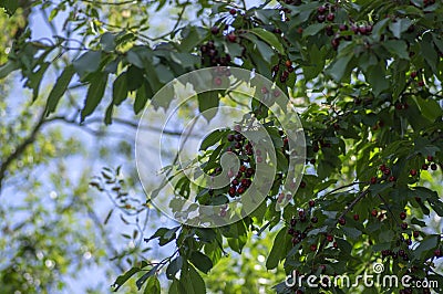 Prunus cerasus branches with ripening red edible sour fruits, sour cherries before harves hanging on the tree Stock Photo