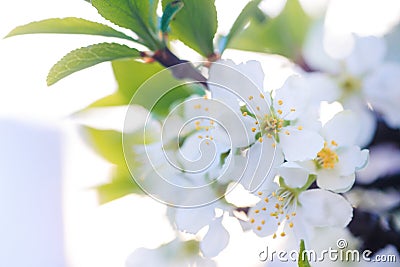 Prunus cerasus, sour cherry, tart , or dwarf, morello, amarelle, Montmorency cherry white delicate flower with young green leaves Stock Photo