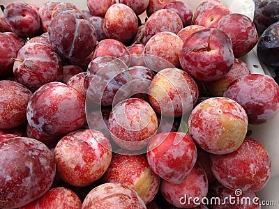 Prunus 'Flavor King Pluot' Stock Photo