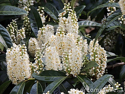Laurel Cherry, Prunus laurocerasus, during flowering Stock Photo