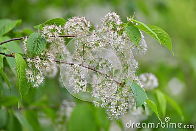 Prunus maackii - Bird cherry Maaka blooming in early spring Stock Photo