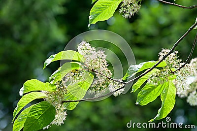 Prunus maackii, commonly called the Manchurian cherry or Amur ch Stock Photo