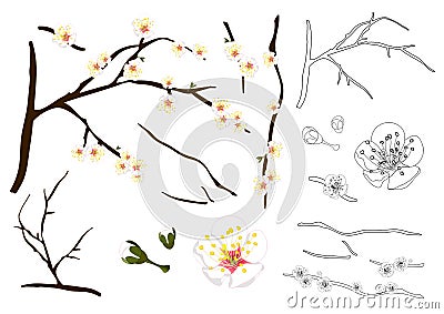 Prunus mume Outline - Chinese plum, Japanese apricot flower, Plum Blossom. Vector Illustration. isolated on white Background. Vector Illustration