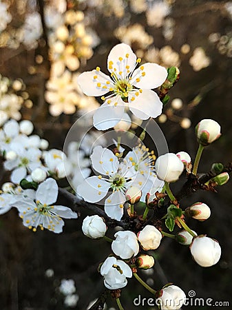 Prunus mume Plum Stock Photo