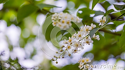 Prunus padus `Siberian beauty` blossom on blue sky background. White flowers of blooming bird cherry or Mayday tree Stock Photo