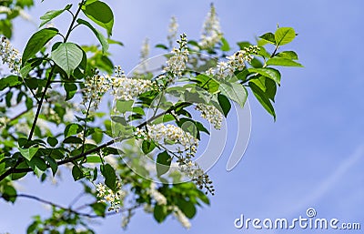 Prunus padus `Siberian beauty` blossom on blue sky background. White flowers of blooming bird cherry or Mayday tree Stock Photo