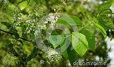 Prunus padus `Siberian beauty` blossom in the garden. White flowers of blooming bird cherry or Mayday tree. Stock Photo