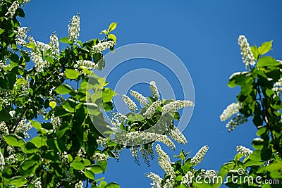 Prunus padus `Siberian beauty` blossom in the garden. White flowers of blooming bird cherry or Mayday tree. Stock Photo