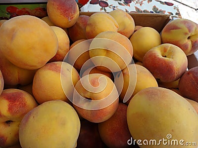 Prunus persica 'Fairtime Yellow' Peach Stock Photo