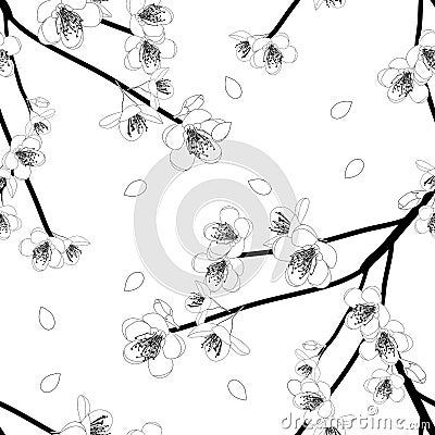 Prunus persica Outline - Peach Flower Blossom on White Background. Vector Illustration Vector Illustration