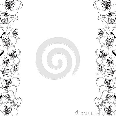 Prunus persica - Peach Flower Blossom Outline Border isolated on white Background. Vector Illustration. Vector Illustration