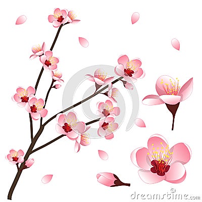 Prunus persica - Peach Flower Blossom. Vector Illustration. Vector Illustration