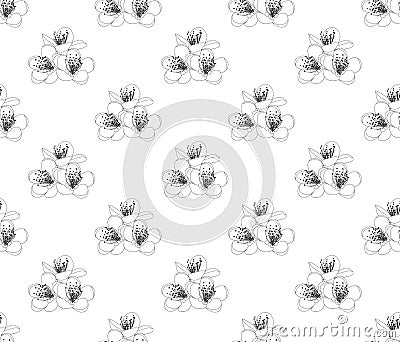 Prunus persica - Peach Flower Blossom on White Background. Vector Illustration Vector Illustration