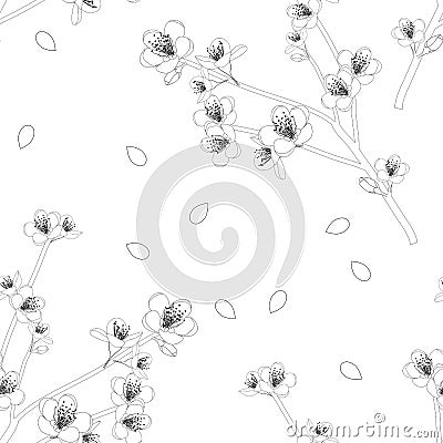 Prunus persica - Peach Flower Blossom on White Background. Vector Illustration Vector Illustration