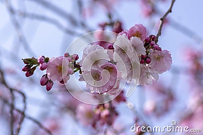 Prunus sargentii accolade sargent cherry flowering tree branches, beautiful groups light pink petal flowers in bloom and buds Stock Photo