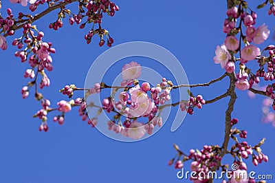 Prunus sargentii accolade sargent cherry flowering tree branches, beautiful groups light pink petal flowers in bloom and buds Stock Photo