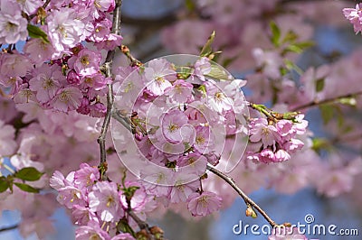 Prunus sargentii accolade sargent cherry flowering tree branches, beauty groups light pink petal flowers in bloom and buds Stock Photo