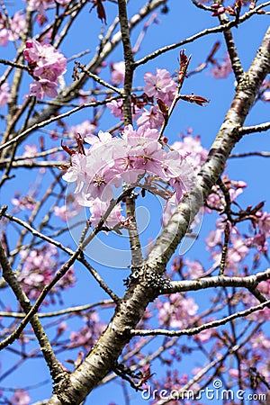 Prunus sargentii Sargent`s cherry Stock Photo