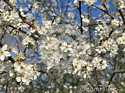 Prunus spinosa or blackthorn or sloe Stock Photo