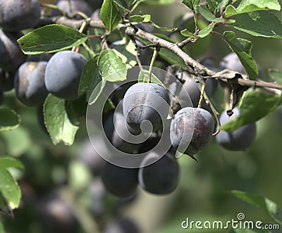Prunus spinosa Stock Photo
