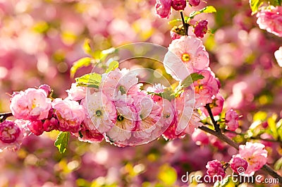 Prunus triloba blossoms. Stock Photo