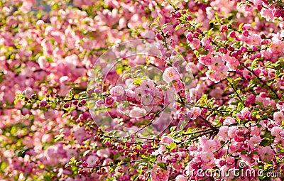 Prunus triloba blossoms. Stock Photo