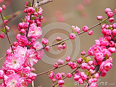 the blooming Prunus triloba Stock Photo